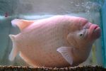 The Saddest Fish In Salford 
